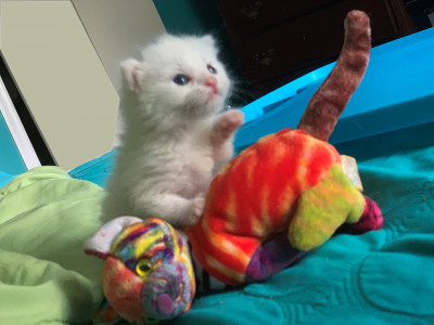 Association For Animal Rights Inc. - Pet Shelter and Rescue in Reisterstown, Maryland