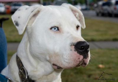 Tillamook Animal Shelter Inc. - Pet Shelter and Rescue in Tillamook, Oregon