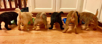 Wiggly Tails Dog Rescue - Pet Shelter and Rescue in Eugene, Oregon