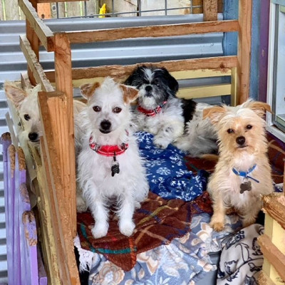 Luvable Dog Rescue - Pet Shelter and Rescue in Eugene, Oregon