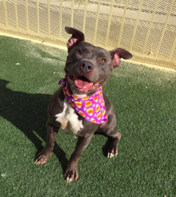 The Samadhi Legacy Foundation- A 501 (c) (3) - Pet Shelter and Rescue in Las Vegas, Nevada