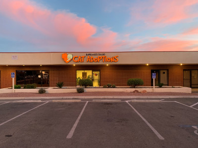 Homeward Bound Cat Adoptions - Pet Shelter and Rescue in Las Vegas, Nevada