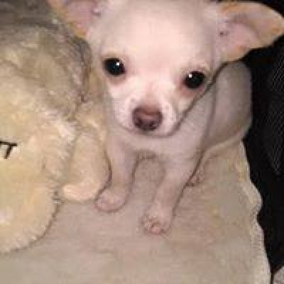 Tiny Tails Small Dog Rescue - Pet Shelter and Rescue in Oklahoma City, Oklahoma