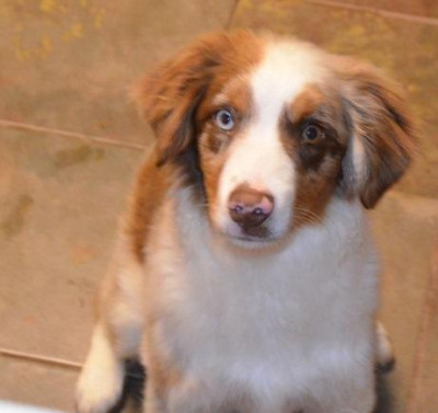 Barkin" Dogs Rescue - Pet Shelter and Rescue