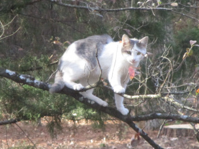Morning Meadow Animal Rescue - Pet Shelter and Rescue in Fordyce, Arkansas