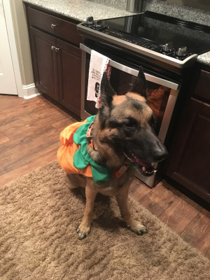 Dakota And Casey Rescue Inc. - Pet Shelter and Rescue in Gallatin, Tennessee