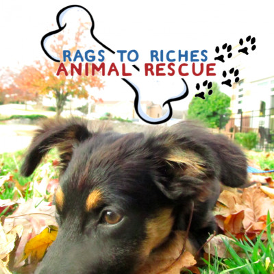 Rags To Riches Animal Rescue - Pet Shelter and Rescue in Lyles, Tennessee