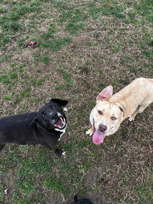 Tullahoma Animal Shelter - Pet Shelter and Rescue in Tullahoma, Tennessee