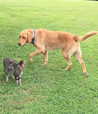 Safe Haven KY - Pet Shelter and Rescue in Princeton, Kentucky