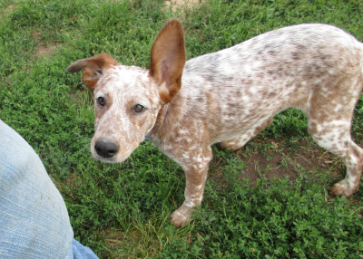 DELTA COUNTY HUMANE SOCIETY - Pet Shelter and Rescue in Delta, Colorado