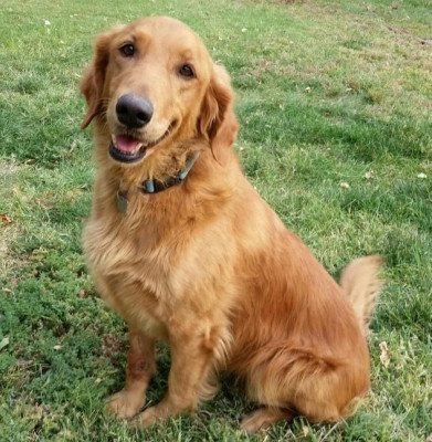 Second Chance Animal Rescue Foundation - Pet Shelter and Rescue in Colorado Springs, Colorado