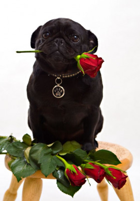 Pugs N Roses - Pet Shelter and Rescue in Poway, California