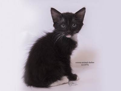 Starlight Stepping Stones - Pet Shelter and Rescue in Norco, California