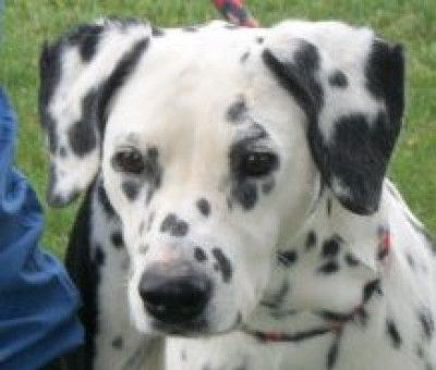 Save A Spot Dalmatian Rescue - Pet Shelter and Rescue in Turlock, California