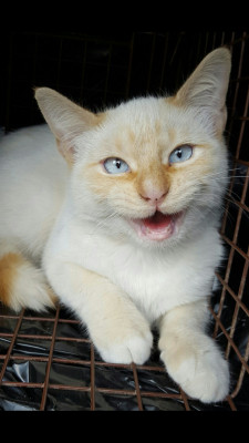 Northside Humane Society - Pet Shelter and Rescue in Baton Rouge, Louisiana