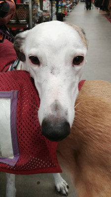 NE Ohio Greyhound Rescue, Inc. - Pet Shelter and Rescue in Geneva, Ohio