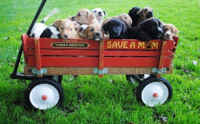 SAVE A MOM PREGNANT DOG RESCUE - Pet Shelter and Rescue in East Sparta, Ohio