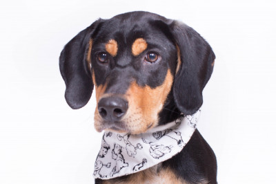 Lawrence County Humane Society - Pet Shelter and Rescue in New Castle, Pennsylvania