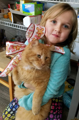 Hood Catz Rescue - Pet Shelter and Rescue in Cleveland, Ohio