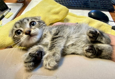 New Kent Animal Protection Shelter - Pet Shelter and Rescue in Providence Forge, Virginia