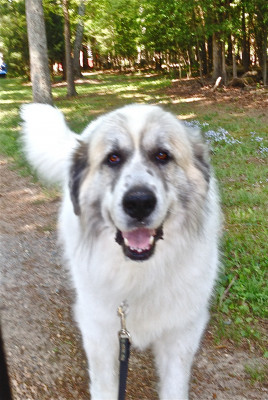 Appalachian Great Pyrenees Rescue - Pet Shelter and Rescue in Richmond, Virginia