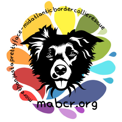 Mid-Atlantic (Kent County) Border Collie Rescue - Pet Shelter and Rescue in Chestertown, Maryland