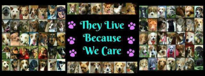 Chances Angel Rescue & Education - Pet Shelter and Rescue in Rougemont, North Carolina