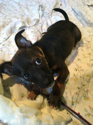 Animal Protection Society Of Person County - Pet Shelter and Rescue in Roxboro, North Carolina