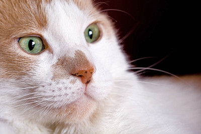 PAWS Of Carteret - Pet Shelter and Rescue in Morehead City, North Carolina