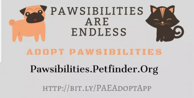 Pawsibilities Are Endless - Pet Shelter and Rescue in Sedalia, Missouri