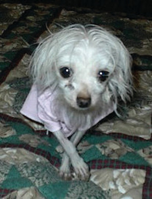 Hearts United For Animals - Pet Shelter and Rescue in Auburn, Nebraska