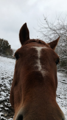 Happy Tails Farm - Pet Shelter and Rescue in Pittsburg, Kansas