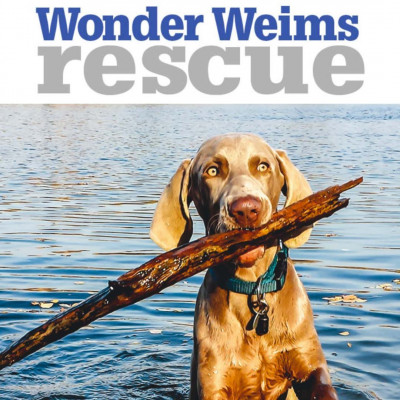 Wonder Weims Rescue - Pet Shelter and Rescue in St. Louis, Missouri