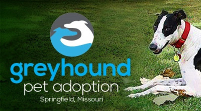 Greyhound Pet Adoption - Springfield MO - Pet Shelter and Rescue in Springfield, Missouri