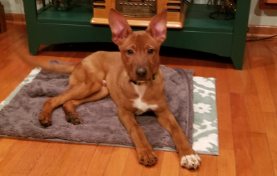 J.E.M. Pet Rescue - Pet Shelter and Rescue in Crane, Missouri