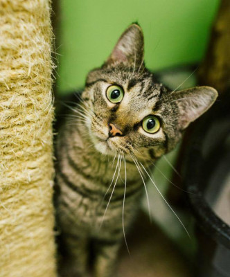 Panora P.E.T.S. - Pet Shelter and Rescue in Panora, Iowa