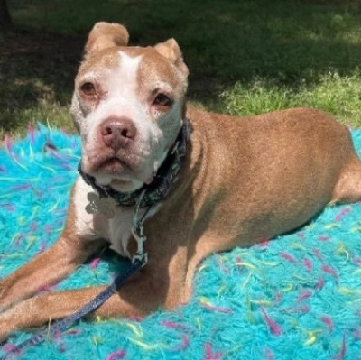 Canine Crusaders Of Atlanta - Pet Shelter and Rescue in Acworth, Georgia