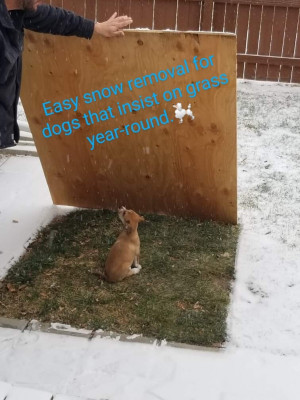 Little Orphan Animals - Admin. - Pet Shelter and Rescue in Portland, Oregon