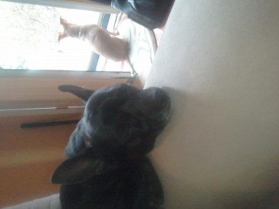 Rescue Angels Of GA - Pet Shelter and Rescue in Atlanta, Georgia