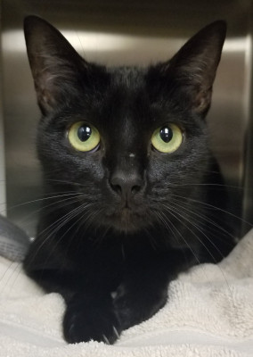 Fayette County Animal Shelter - Pet Shelter and Rescue in Peachtree City, Georgia