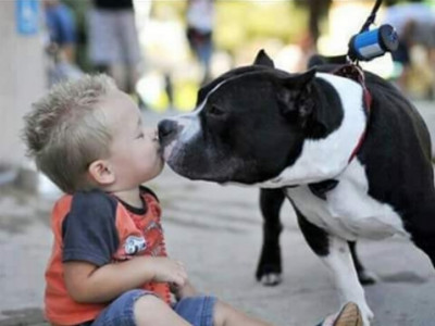 BullyWag, Inc. - Pet Shelter and Rescue in Douglasville, Georgia