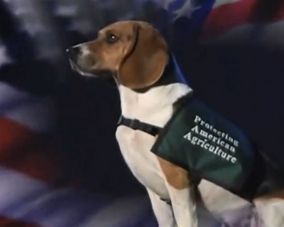 National Detector Dog Training Center - Pet Shelter and Rescue in Newnan, Georgia