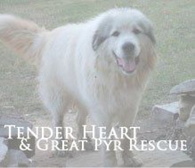TenderHeart & Great Pyr Rescue - Pet Shelter and Rescue in Newnan, Georgia