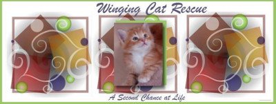Winging Cat Rescue Inc. - Pet Shelter and Rescue in Jackson, Georgia