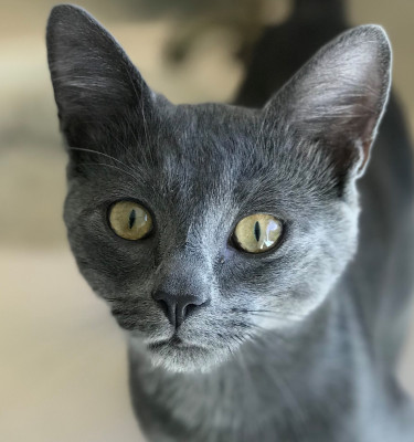 Cats In The Cradle, Inc. - Pet Shelter and Rescue in Milton, Georgia