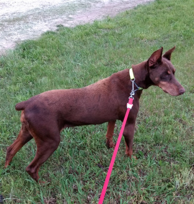 Dawgs Without Borders - Pet Shelter and Rescue in Westmoreland, Kansas