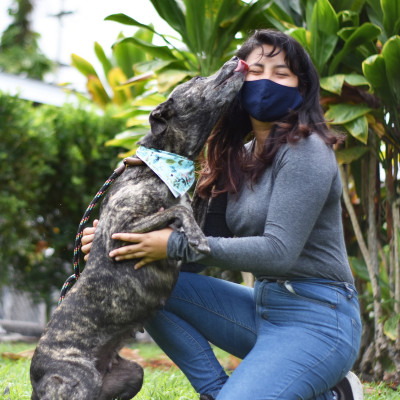 Hawaii Island Humane Society - Pet Shelter and Rescue in Kailua-Kona, Hawaii