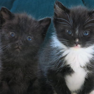 Redwood Coast Humane Society - Pet Shelter and Rescue