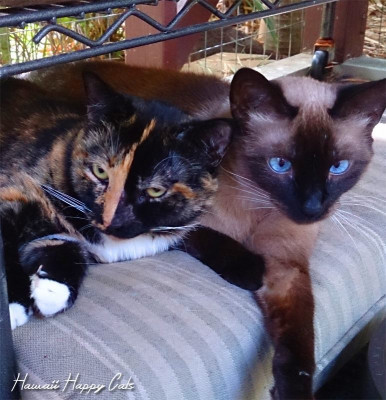 Hawaii Happy Cats Inc. - Pet Shelter and Rescue in Honolulu, Hawaii