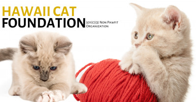 Hawaii Cat Foundation - Pet Shelter and Rescue in Honolulu, Hawaii
